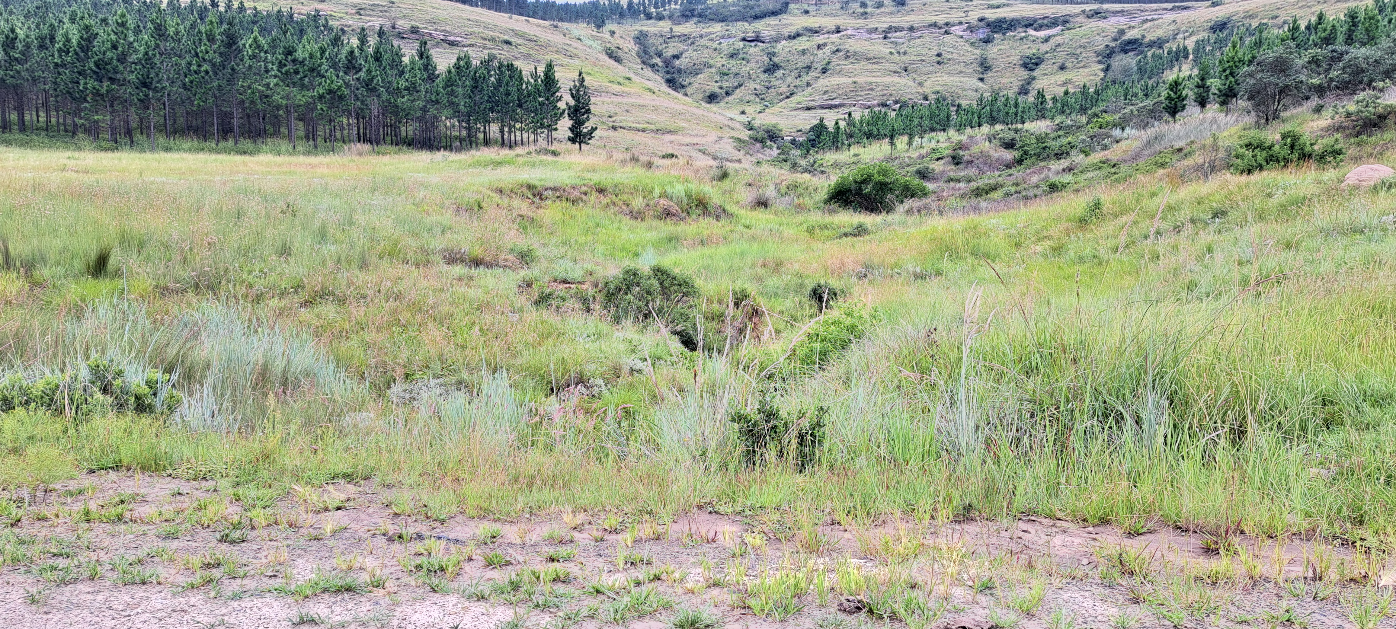 Floral Survey - Powerline Refurbishment